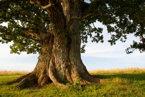 Vástago de grand oak en Urvaste, Estonia photo