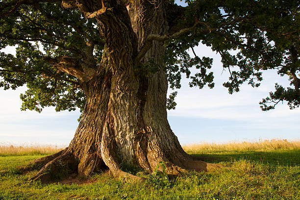 Stem of grand oak in Urvaste, Estonia Grand oak in Urvaste, Estonia thick stock pictures, royalty-free photos & images