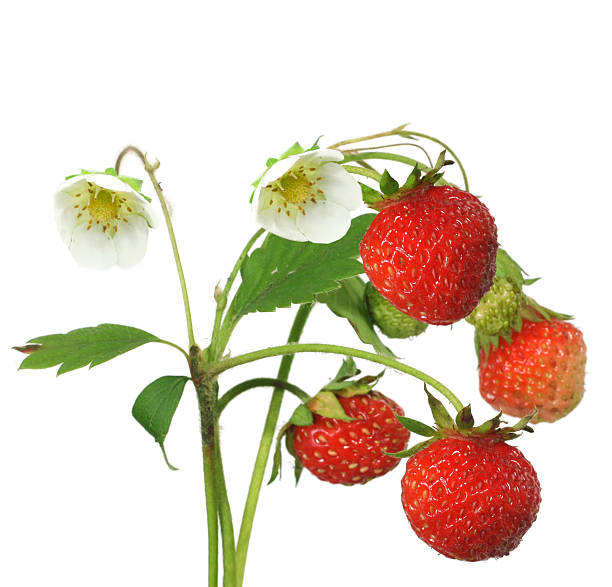 istock bush of strawberry 506066717