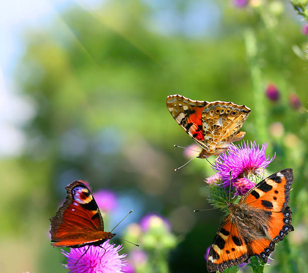 istock butterflies on flowers 506066723