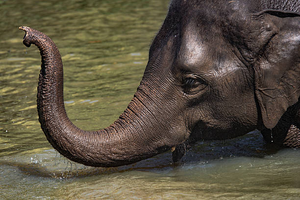 istock Elephant wildlife Thailand 506066736