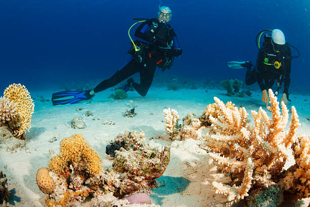 istock Underwater  Scuba divers explore and enjoy  Coral reef  Sea life 506066764