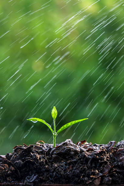 istock Green sprouts in the rain 506066936