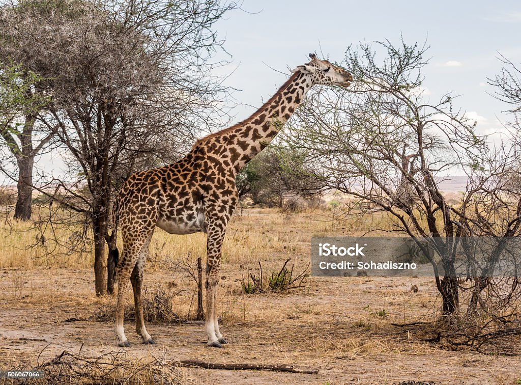 Masai girrafe Masai giraffe in Tarangire National Park in Tanzania, Africa, feeding. Horizontal orientation. Africa Stock Photo