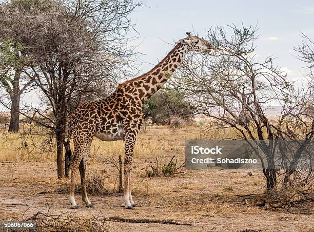 Masai Girrafe Stock Photo - Download Image Now - Africa, Animal, Animal Wildlife