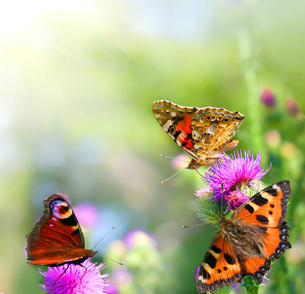 istock butterflies on flowers 506067101
