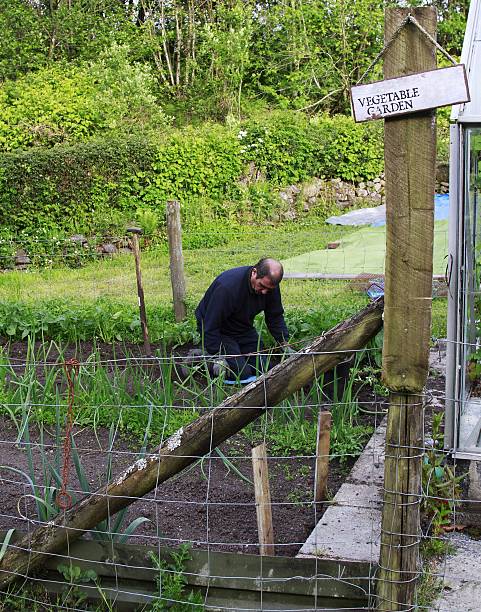 istock mature man tending to his vegetable garden 506067134