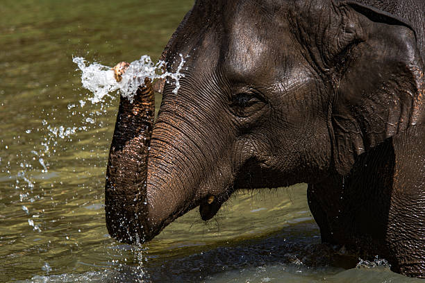 istock Elephant wildlife Thailand 506067170
