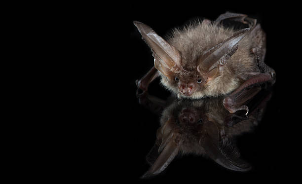 Brown long-eared bat on a black background stock photo