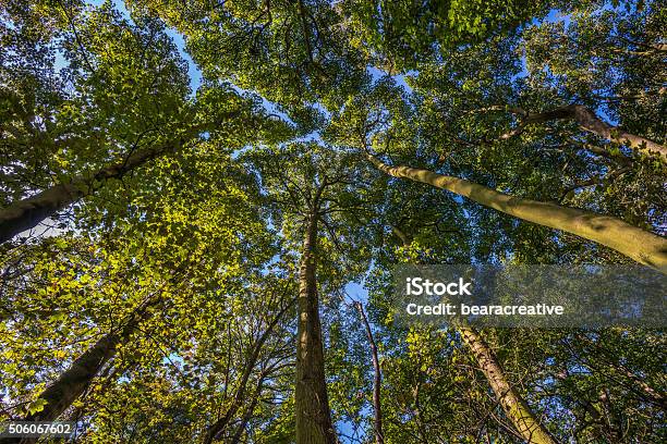 Summer Tree Canopy In Wollaton Park Stock Photo - Download Image Now - Tree, Tree Canopy, Abstract