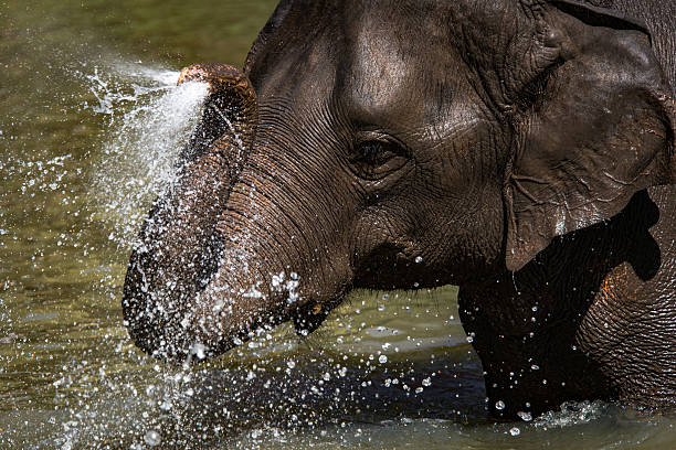 istock Elephant wildlife Thailand 506067638
