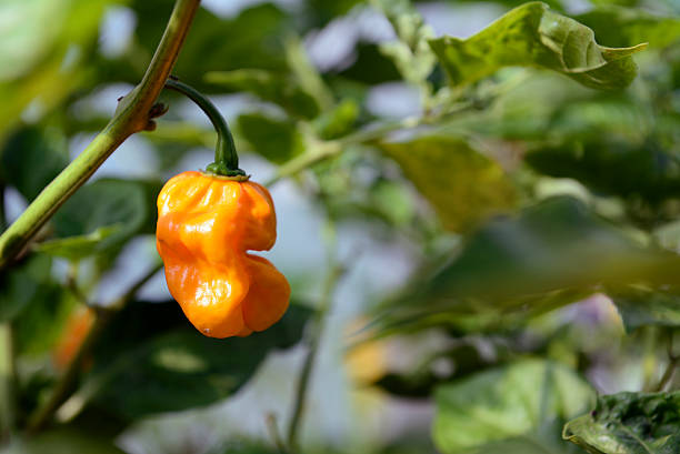 istock Habanero yellow 506067744