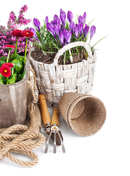 istock Spring flowers in basket with tools for gardening 506068038