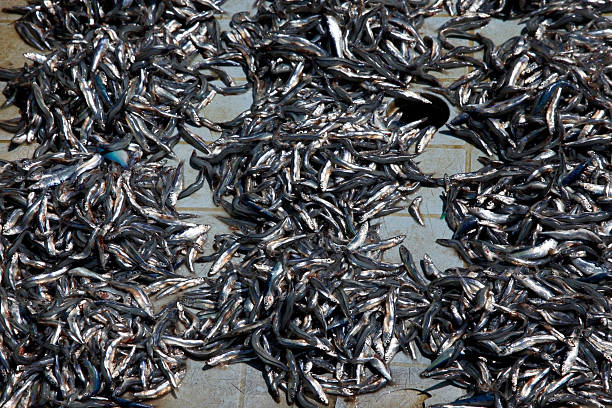 istock Stacked fish at Stone Town Fish Market 506068112