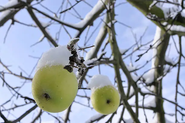 green apple in winter