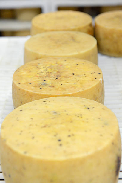 Famous sheep milk cheese from Pag island, Croatia, maturing in a local dairy.