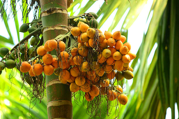 Riped Arecanut In Tree Riped Arecanut In Tree areca stock pictures, royalty-free photos & images