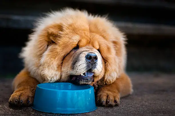 Dog Chow-Chow laid down and drinking water.