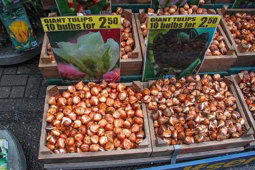 Amsterdam, Netherlands - November 5, 2011: Bulbs for sale in Amsterdam's flower market (Bloemenmarkt) on the Singel Canal between Muntplein and Koningsplein. Founded in 1862, it is the world's only floating flower market and the main supplier of flowers in the city.
