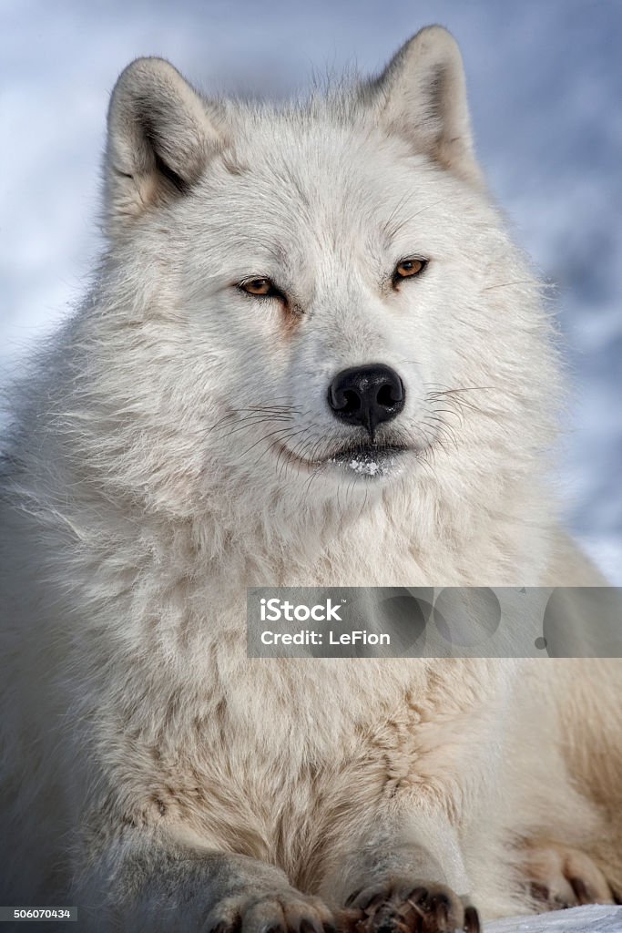 Wolf Eyes II Arctic wolf,Montebello, Qc, Canada Animal Hair Stock Photo