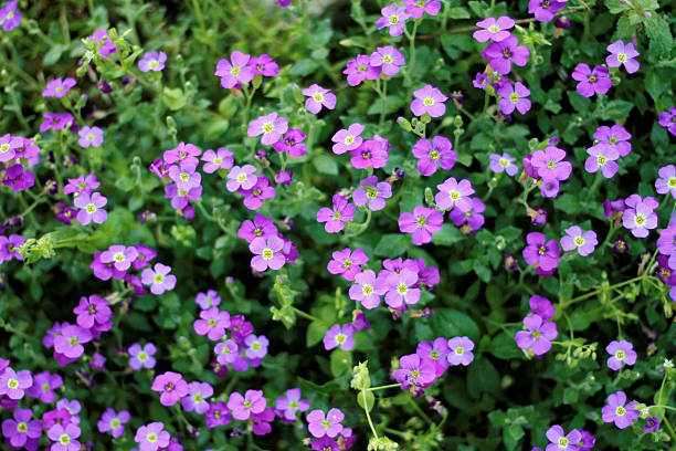 istock Small Purple Flowers 506070684