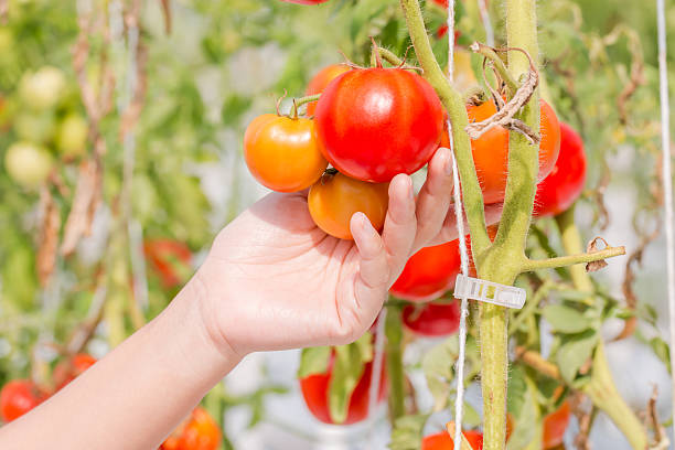 istock tomato growing in a greenhouse 506071028
