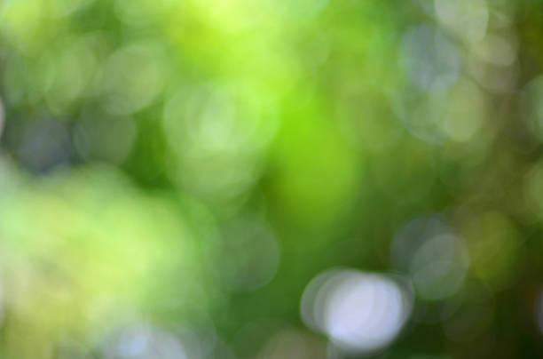 istock Blur focus of leaf, bokeh, background or texture. 506071260