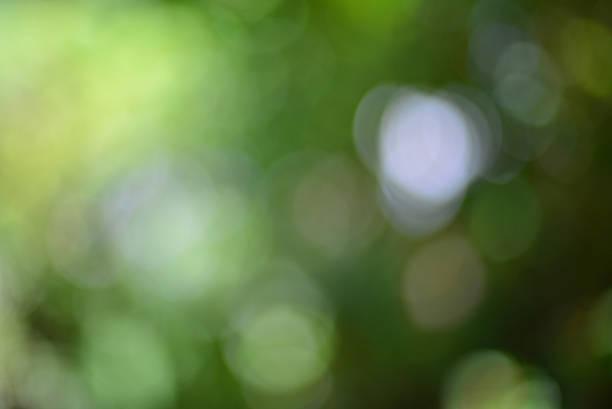 istock Blur focus of leaf, bokeh, background or texture. 506071516
