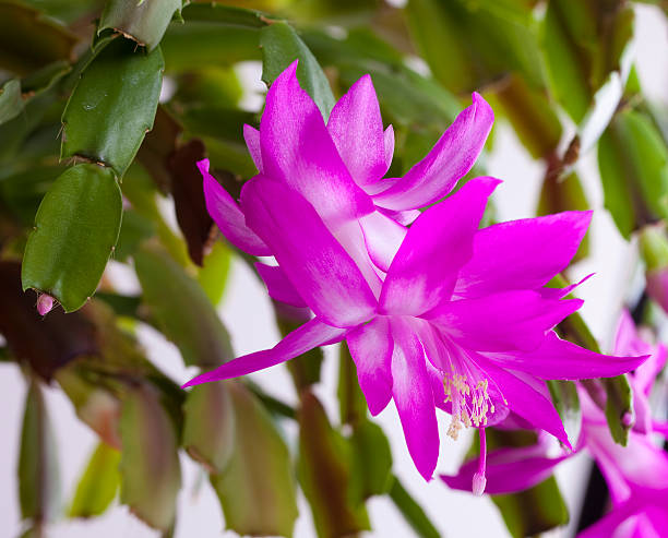 Pink christmas Zygocactus (syn. Schlumberga) flower Pink christmas Zygocactus (syn. Schlumberga) flower zygocactus truncatus stock pictures, royalty-free photos & images
