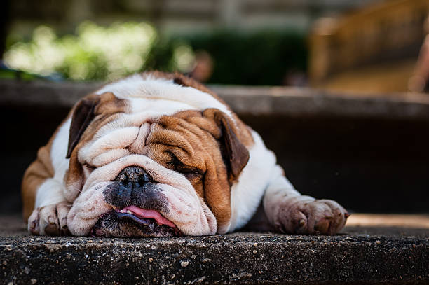 Lazy Bulldog Puppy Portrait of a lazy bulldog puppy laid down and showing his tongue. bulldog photos stock pictures, royalty-free photos & images
