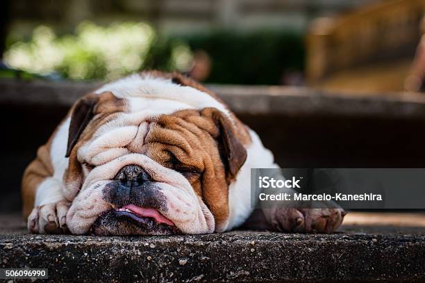 Lazy Bulldog Puppy Stock Photo - Download Image Now - Bulldog, Dog, Laziness
