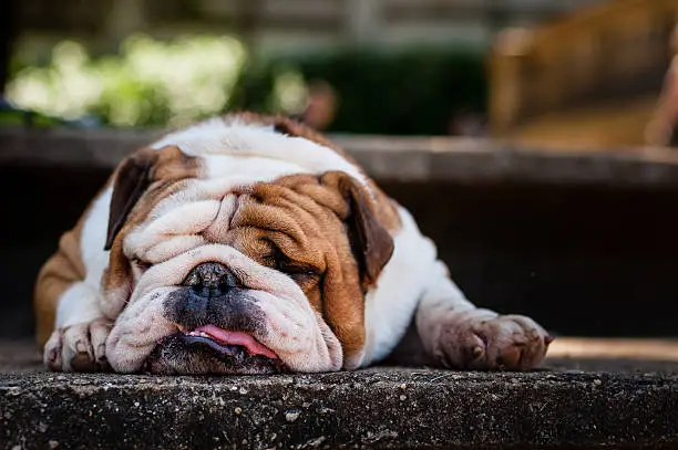 Portrait of a lazy bulldog puppy laid down and showing his tongue.