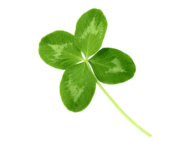 istock Lucky clover with four leaves 506097248