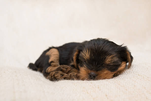 Sleepy Yorkie Little, 5 weeks old Yorkshire terrier. newborn yorkie puppies stock pictures, royalty-free photos & images