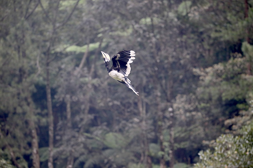 Oriental pied-hornbill, Anthracoceros albirostris, single bird in flight, Indonesia, January 2016