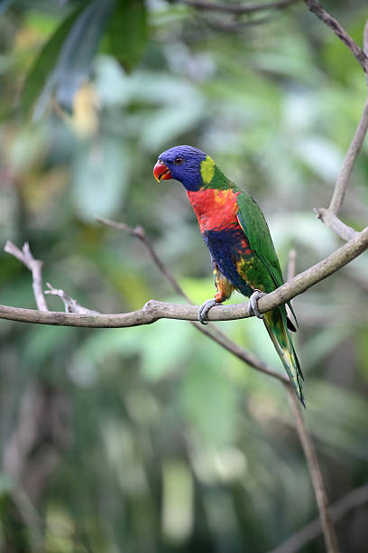 istock Rainbow lorikeet or lory, Trichoglossus haematodus 506098172