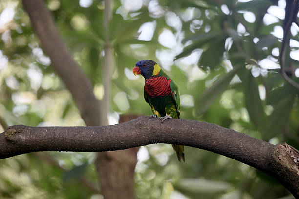 istock Rainbow lorikeet or lory, Trichoglossus haematodus 506098212