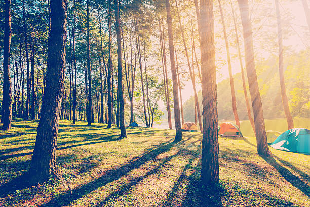 istock pine tree forest with sunlight and shadows at sunrise 506098306