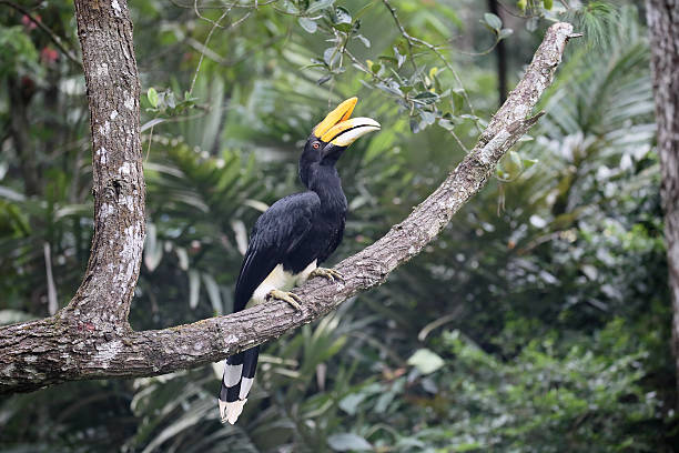 istock Rhinoceros hornbill, Buceros rhinoceros 506098338
