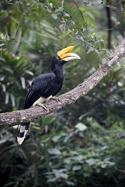 istock Rhinoceros hornbill, Buceros rhinoceros 506098384