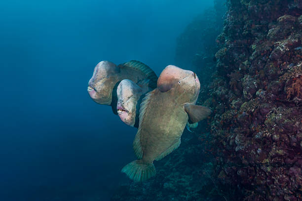 Three bumphead parrotfish next to a coral reef stock photo