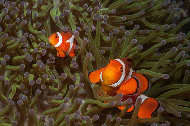 istock Pair of false clownfish in sea anemone 506098526
