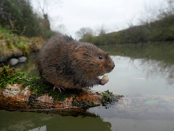 istock Water vole, Arvicola amphibius 506098834