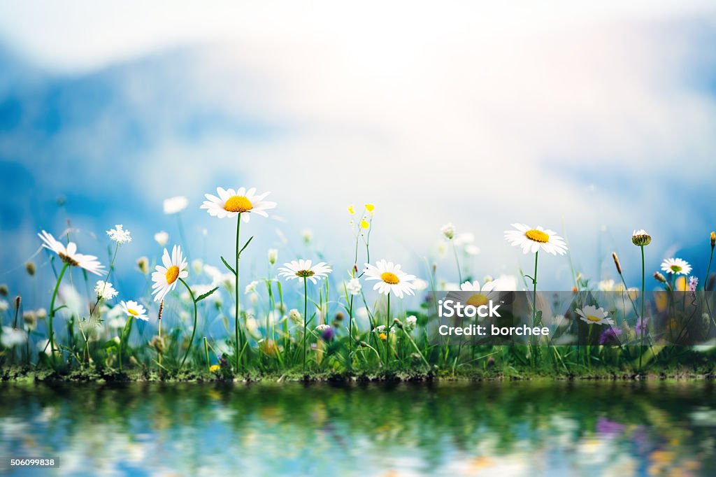 Spring Meadow junto al lago - Foto de stock de Flor libre de derechos