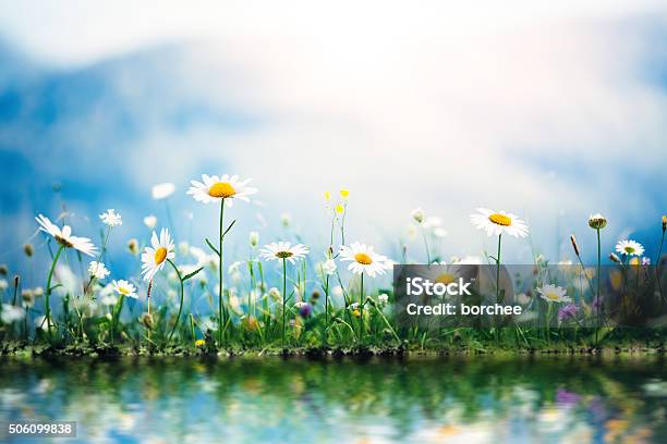 Spring Meadow Junto Al Lago Foto de stock y más banco de imágenes de Flor - Flor, Primavera - Estación, Fondos