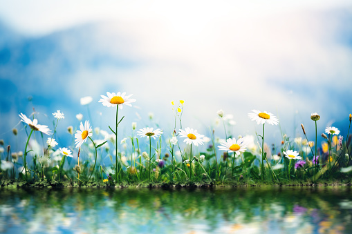 Spring meadow with golden daisies reflecting in the water.
