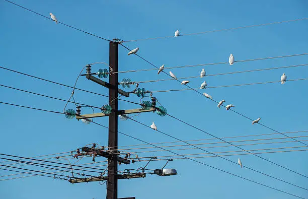 Electricity pole with many little Corella birds in Northern territory, Australia.