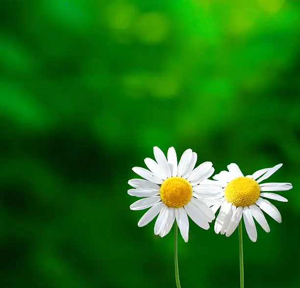 Photo of daisies