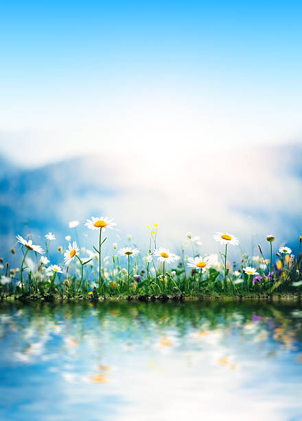 spring wiese am see - daisy marguerite flower grass stock-fotos und bilder