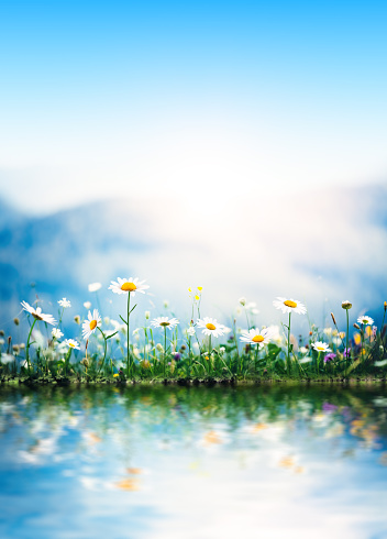 Spring meadow with golden daisies reflecting in the water.